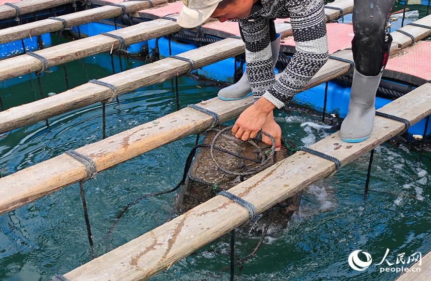 Mariculture thrives in Fuzhou, SE China's Fujian
