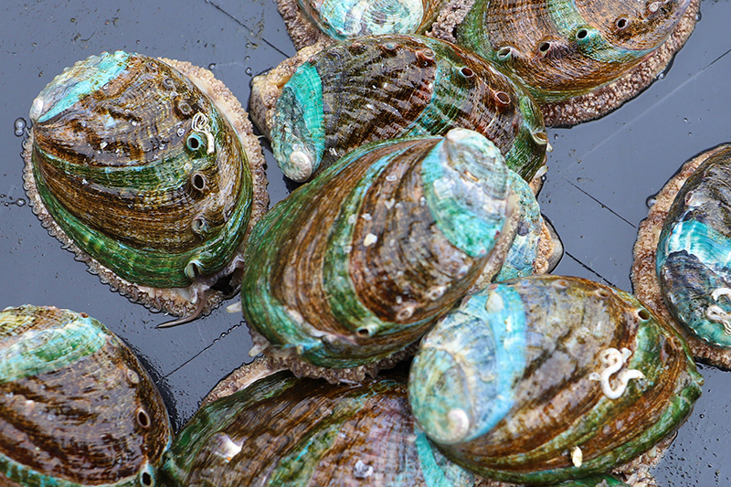 Lianjiang county: Home of abalones in China
