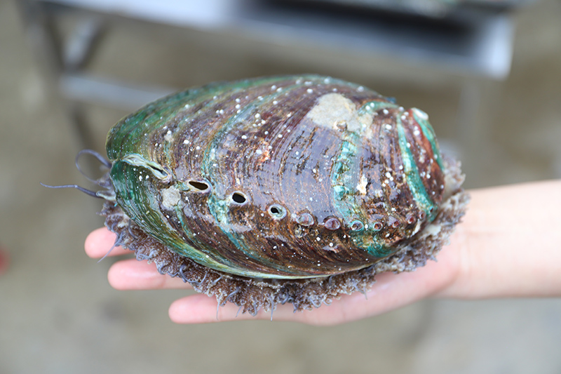 Lianjiang county: Home of abalones in China