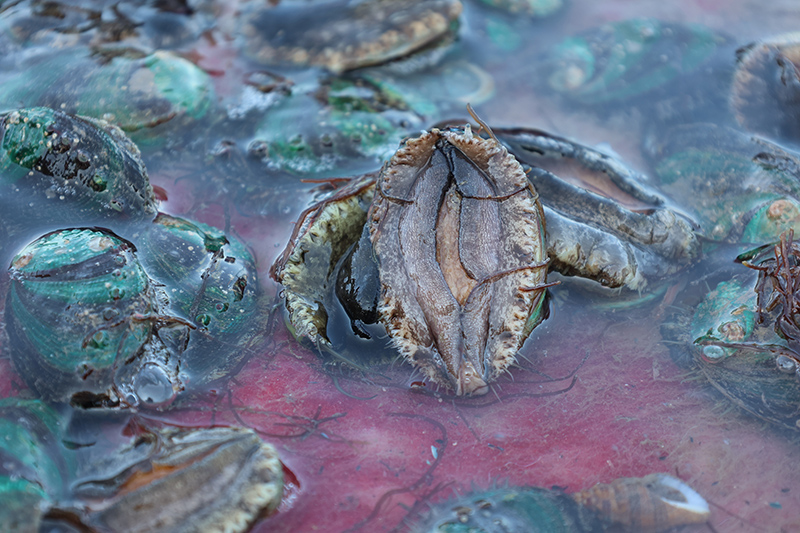 Lianjiang county: Home of abalones in China