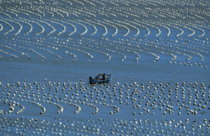 China's Fujian accelerates development of mariculture